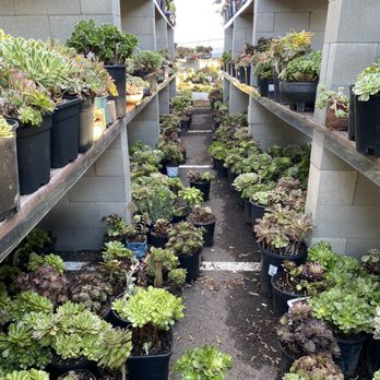 Four Seasons Succulents - Nurseries & Gardening Near Me - San Leandro, California Four Seasons Succulents - Nurseries & Gardening Near Me - San Leandro, California