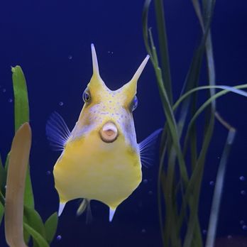 The Florida Aquarium - This sucker was so cool! - Aquariums Near Me - Tampa, Florida