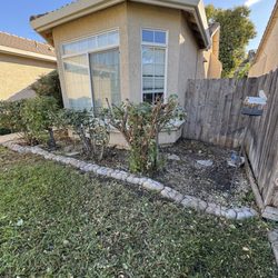 Always green lawn care