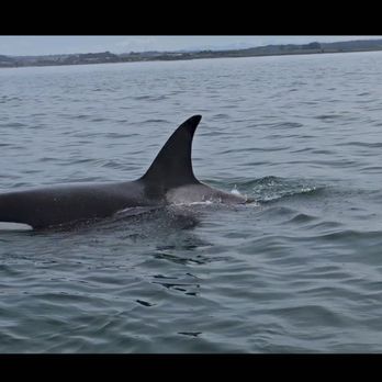Oceanic Expeditions - Amazing! - Whale Watching Tours Near Me - Moss Landing, California