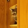 Photo of The Cat Concierge