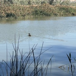 Jordan River Trail - Duck