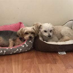 bronx veterinary center reviews