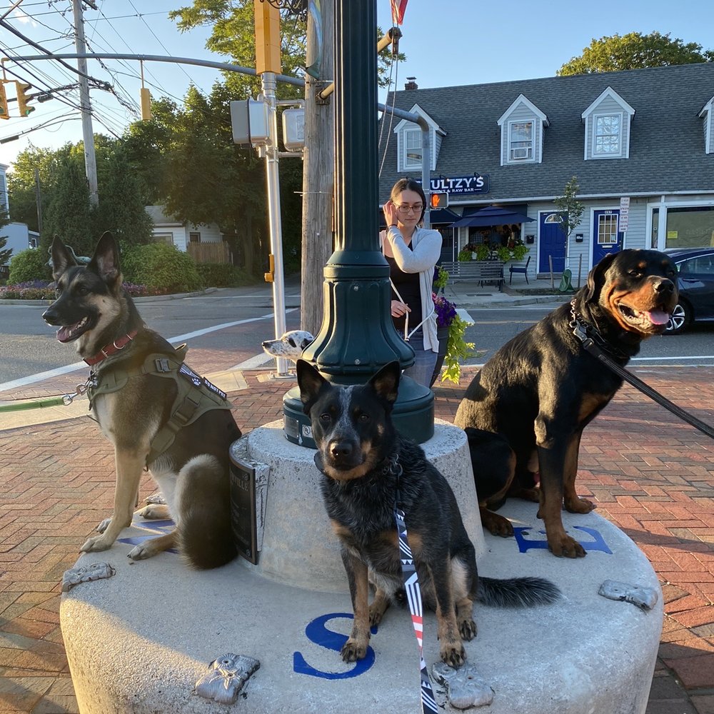 Dog Grooming Classes NYC: Transform Your Pet Care Skills