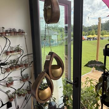 Pink Pothos - Hanging and wall planters. - Nurseries & Gardening Near Me - Atlanta, Georgia Pink Pothos - Hanging and wall planters. - Nurseries & Gardening Near Me - Atlanta, Georgia