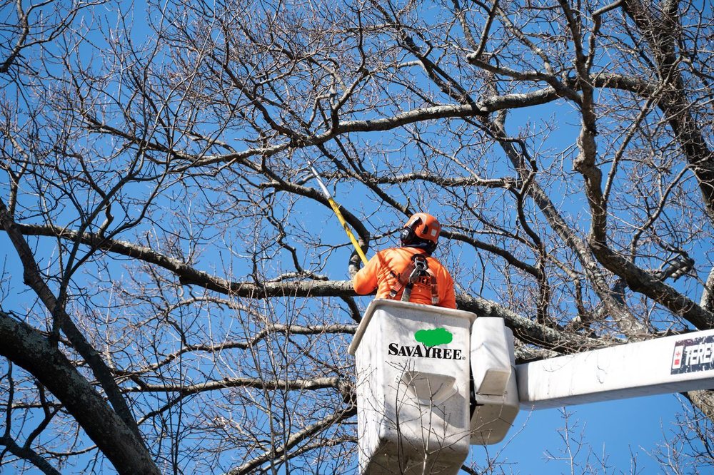 SavATree Billings - tree service in Billings, MT
