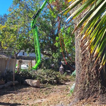 DB's Tree Service - Tree Services Near Me DB's Tree Service - Tree Services Near Me