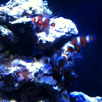 Long Island Aquarium - Nemo found! - Aquariums Near Me - Riverhead, New York Long Island Aquarium - Nemo found! - Aquariums Near Me - Riverhead, New York