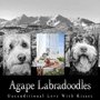 Photo of Agape Labradoodles