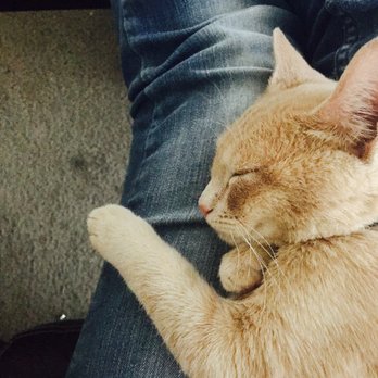 Foothills Animal Rescue - Sleepy, happy cat. - Animal Shelters Near Me - Scottsdale, Arizona