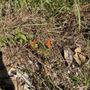 Photo of Park Circle Butterfly Garden