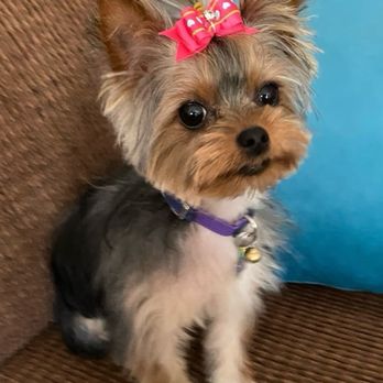 Blueberry Brook Yorkies - Stella - Pet Breeders Near Me Blueberry Brook Yorkies - Stella - Pet Breeders Near Me