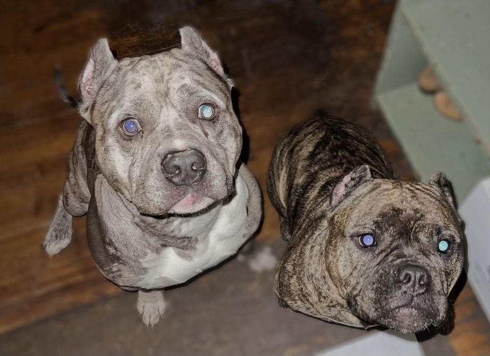 ARCHER VETERINARY CLINIC 19 Photos & 52 Reviews 13731 S Archer Ave, Lemont, Illinois