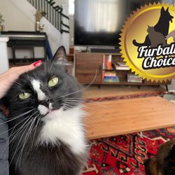 Furball's Choice