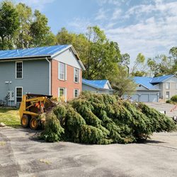 Acorn Tree Company - Hauling a coniferous tree away. (Pine tree).