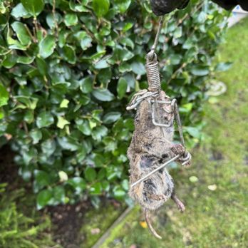 Hectors Gopher Control - Wildlife Control Near Me Hectors Gopher Control - Wildlife Control Near Me
