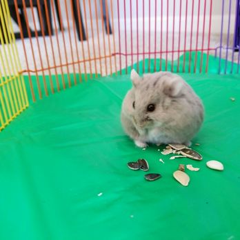 PetSmart - We got our darling Montel from here, and we love him! - Pet Stores Near Me - Wheaton, Illinois PetSmart - We got our darling Montel from here, and we love him! - Pet Stores Near Me - Wheaton, Illinois