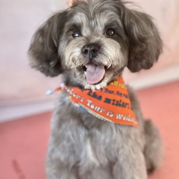 Holistic Grooming by Jessica - Lana our 10 year old Miniature Schnauzer. - Pet Groomers Near Me