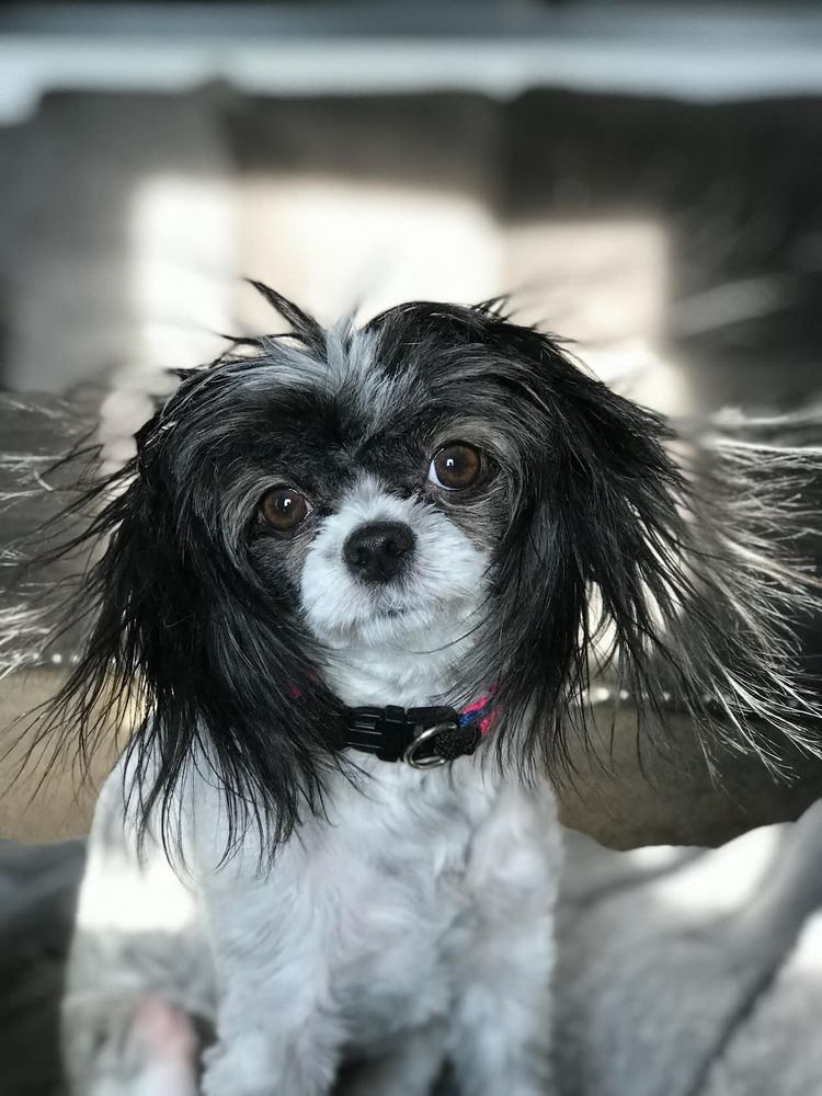 BARKSNBUBBLES 10 Photos 2405 S 3rd St W, Missoula, Montana Pet