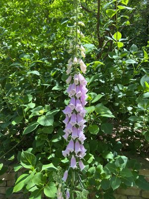 Cape Fear Botanical Garden by null