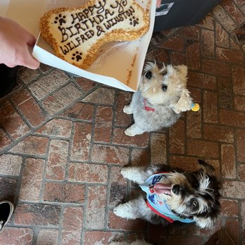 The Dog Bakery - Patient pups waiting for their cake! Bone cake shape! - Pet Stores Near Me - Pasadena, California