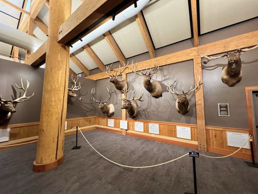 Rocky Mountain Elk Foundation by null