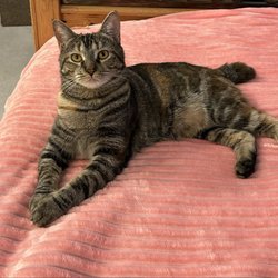 Oregon Humane Society - Roo