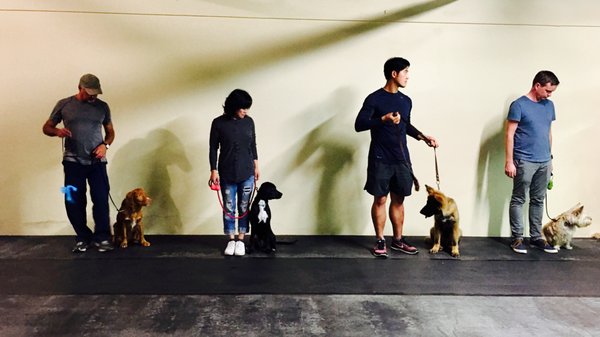 top dog canine training