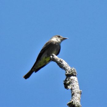 Yost Park - A western wood peewee - Parks Near Me - Edmonds, Washington Yost Park - A western wood peewee - Parks Near Me - Edmonds, Washington