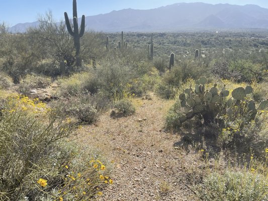 Honey Bee Canyon by null