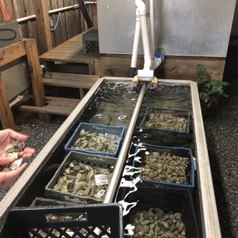 Buck Bay Shellfish Farm - Selecting our oysters - Seafood Markets Near Me - Olga, Washington Buck Bay Shellfish Farm - Selecting our oysters - Seafood Markets Near Me - Olga, Washington