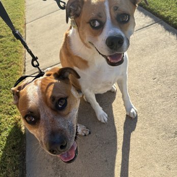 Graceful Paws Pet Sitting - Dog Walkers Near Me Graceful Paws Pet Sitting - Dog Walkers Near Me