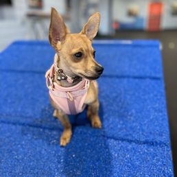 Canine Path - Pet Training Near Me - Henderson , Nevada