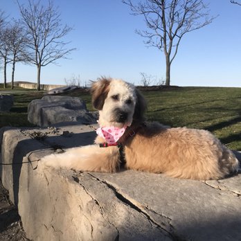 Bow Wow Meow Purrfessional Petcare - Dog Walkers Near Me - Chicago, Illinois Bow Wow Meow Purrfessional Petcare - Dog Walkers Near Me - Chicago, Illinois
