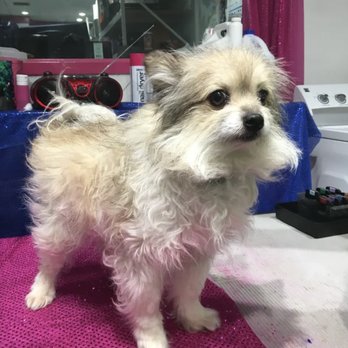Dog's Delight - Pet Groomers Near Me - Folsom, California Dog's Delight - Pet Groomers Near Me - Folsom, California