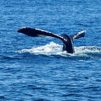 Cape Ann Whale Watch - Boat Charters Near Me - Gloucester, Massachusetts