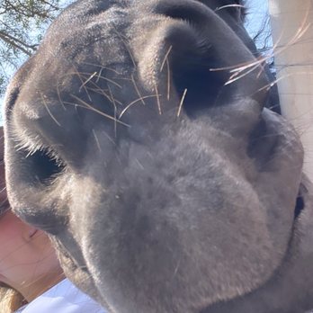 Encanto Equestrian Center - Horse - Horseback Riding Near Me - Duarte, California Encanto Equestrian Center - Horse - Horseback Riding Near Me - Duarte, California