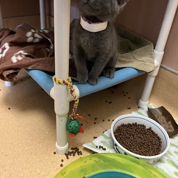 Humane Society Silicon Valley - Animal Shelters Near Me - Milpitas, California Humane Society Silicon Valley - Animal Shelters Near Me - Milpitas, California