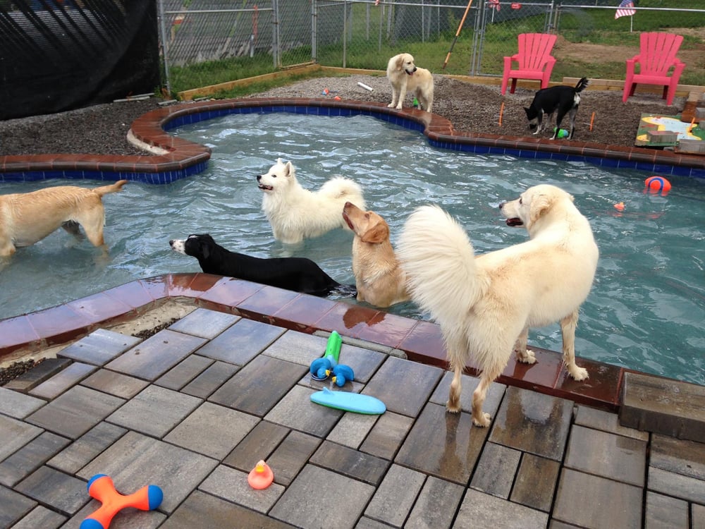 Add-En-On Pet Resort & Play - pet boarding facility in Honeoye Falls, NY