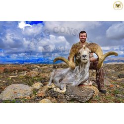 The Hunting Consortium - Altai Argali hunt in Mongolia. SCI #2 World Record Sheep.