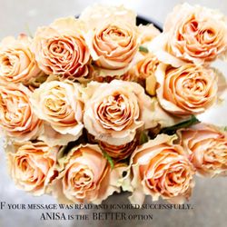 Anisa - In mood of roses, best colors, best prices lost lasting