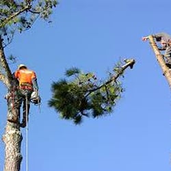Clear Creek Tree Service