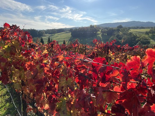 Denner Vineyards by null