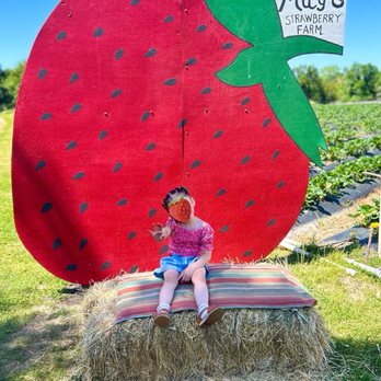 Granny Mays Strawberry Farm - Pick Your Own Farms Near Me - Granite Bay, California Granny Mays Strawberry Farm - Pick Your Own Farms Near Me - Granite Bay, California