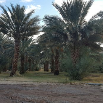 Cynthia's Safaris - Date ranch - Guest Houses Near Me - Tecopa, California