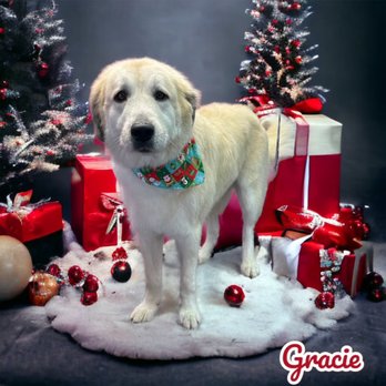 Paws Pet Parlor - Pet Groomers Near Me - Powell, Tennessee Paws Pet Parlor - Pet Groomers Near Me - Powell, Tennessee