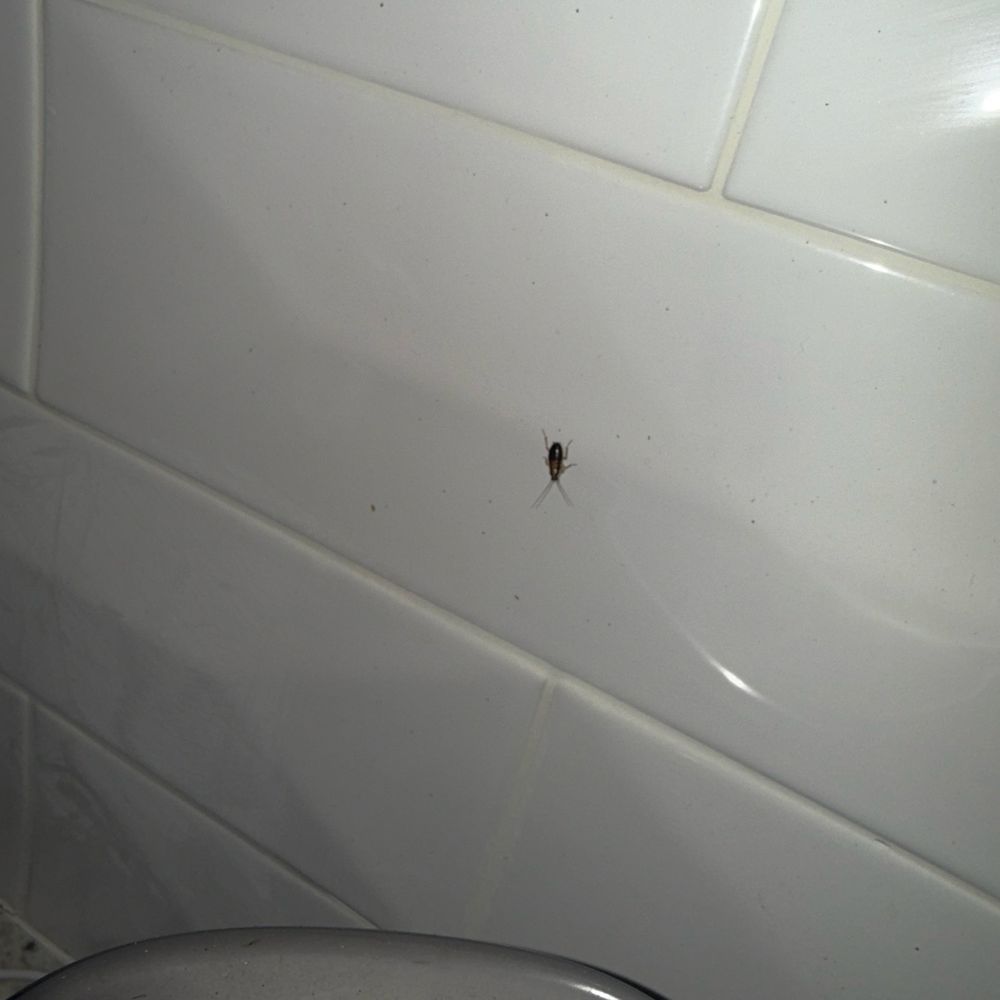 Preston Peak - Cockroach on the backsplash in the kitchen - Apartments Near Me - San Antonio, Texas Preston Peak - Cockroach on the backsplash in the kitchen - Apartments Near Me - San Antonio, Texas