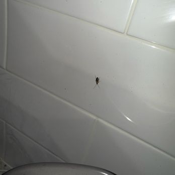 Preston Peak - Cockroach on the backsplash in the kitchen - Apartments Near Me - San Antonio, Texas
