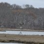 Photo of Allen's Pond Wildlife Sanctuary