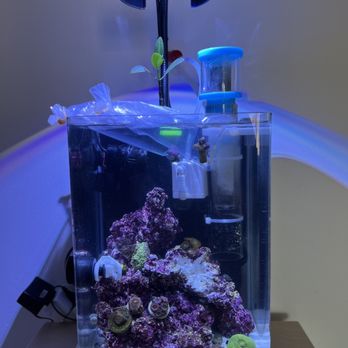 Aquavida365 - New corals from aquavida365 - Local Fish Stores Near Me - Gardena, California